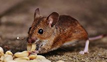 24 Hour & Emergency Exterminators in Cedarville, KY